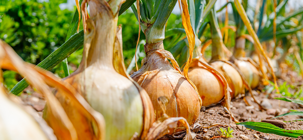 Bulb Onion Growing